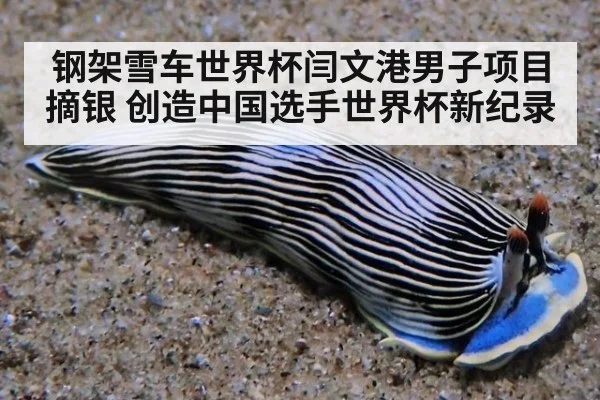 钢架雪车世界杯闫文港男子项目摘银 创造中国选手世界杯新纪录